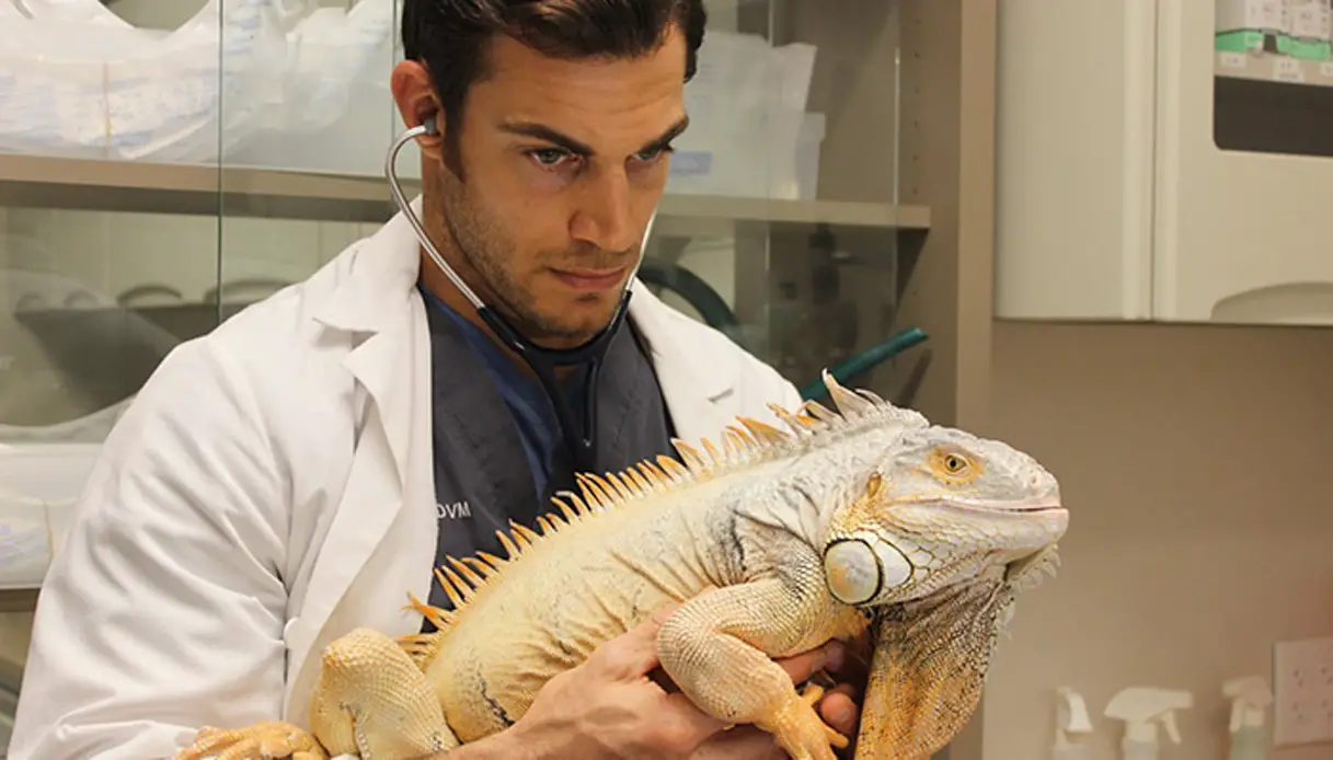 Iguana no Veterinário 