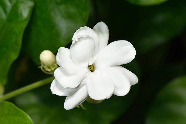 Jasminum Sambac