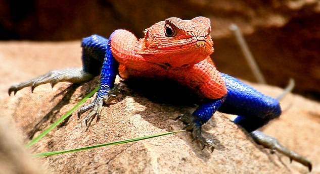 Lagarto Agama