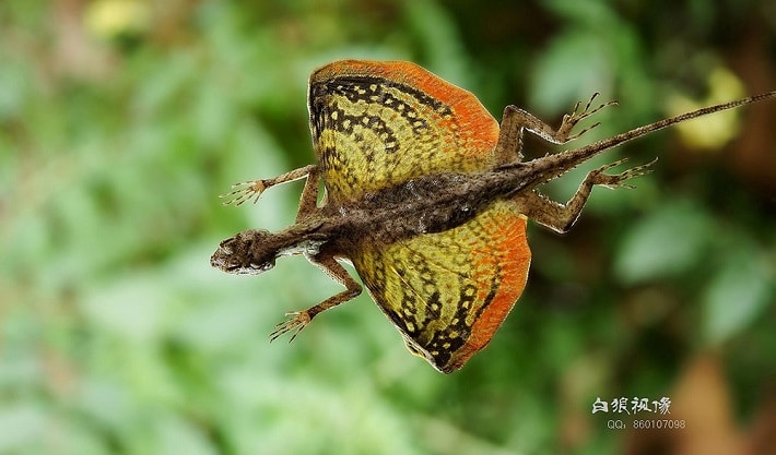 Lagarto Agamidae 