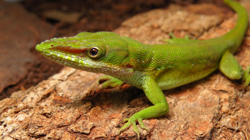 Lagarto Anolis