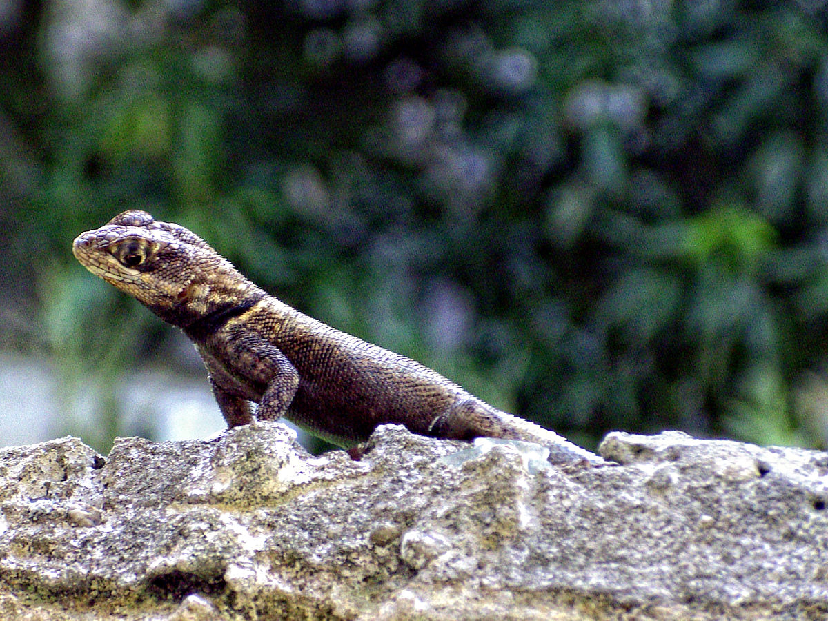 Lagarto Calango-Cobra na Pedra 