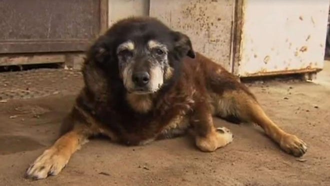 Qual é o Cão Mais Velho do Mundo?