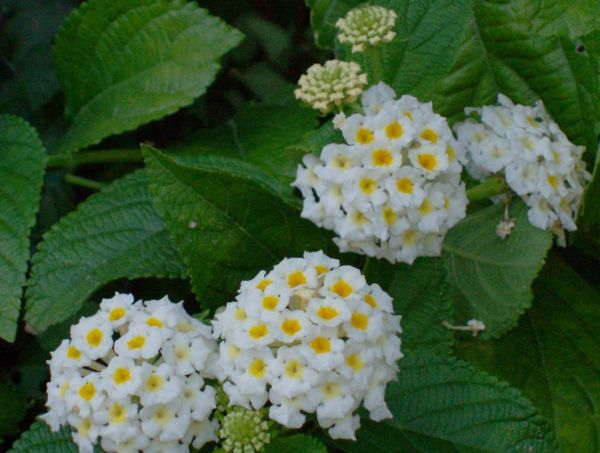 Mini Lantana: Como Cuidar, Como Plantar E Características | Mundo Ecologia