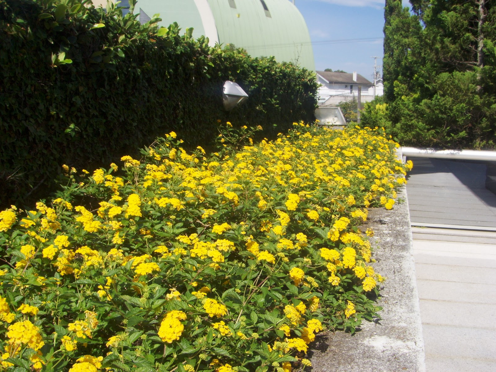 Mini Lantana: Como Cuidar, Como Plantar E Características | Mundo Ecologia