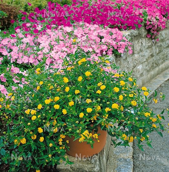 Mini Lantana no Vaso 