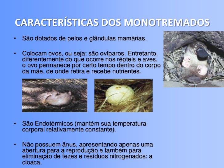 Monotremados