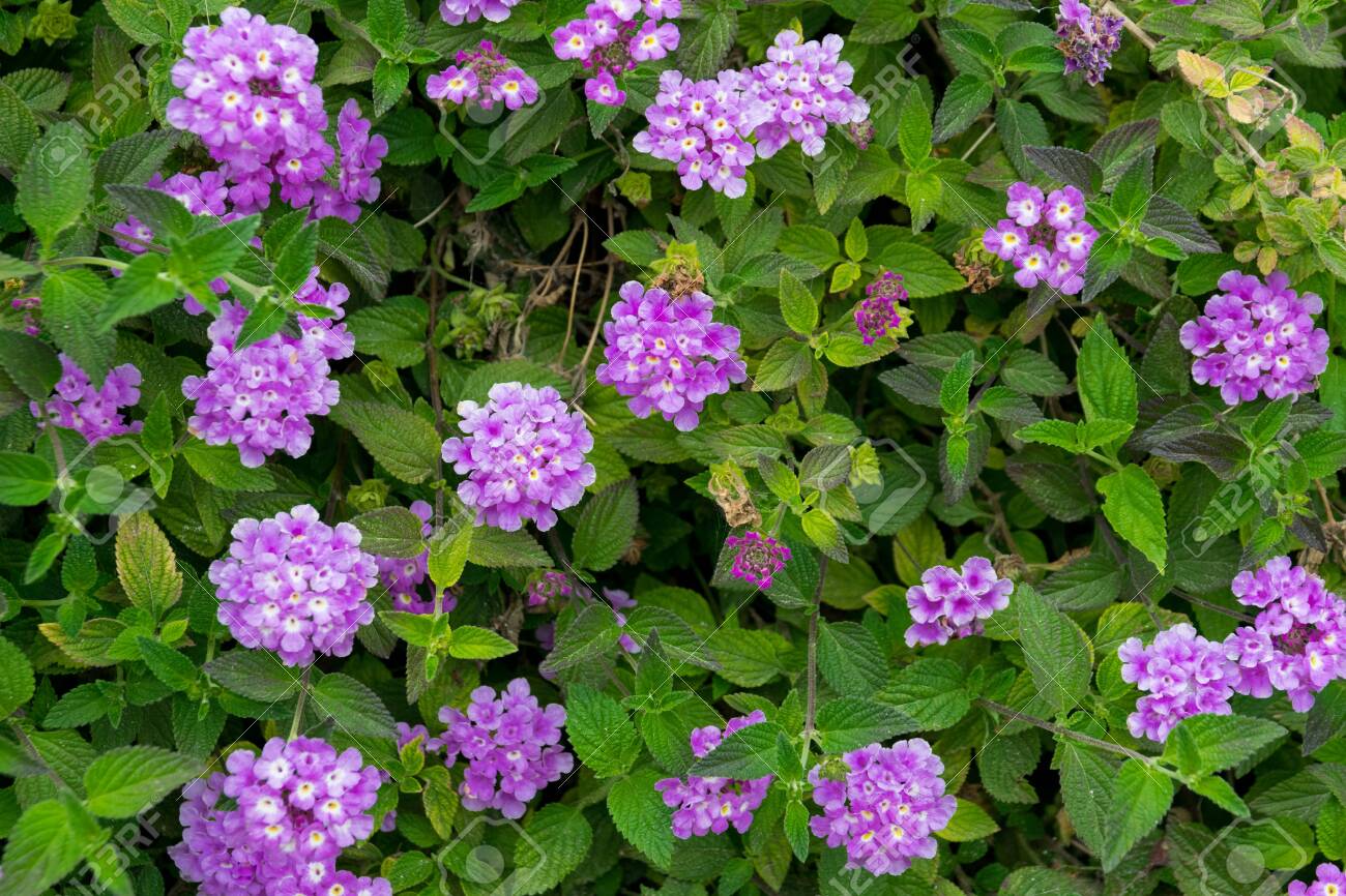 Mini Lantana: Como Cuidar, Como Plantar E Características | Mundo Ecologia