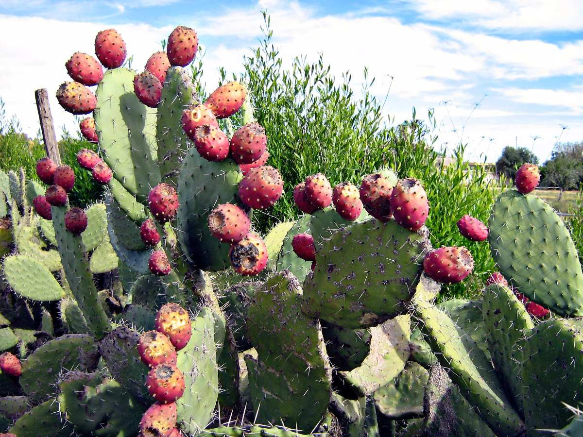 Opuntia