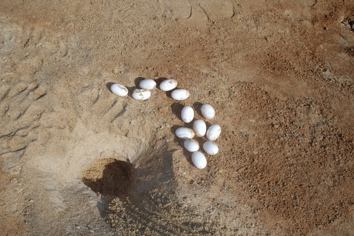 Ciclo de Vida do Tracajá: Quantos Anos Eles Vivem? | Mundo Ecologia