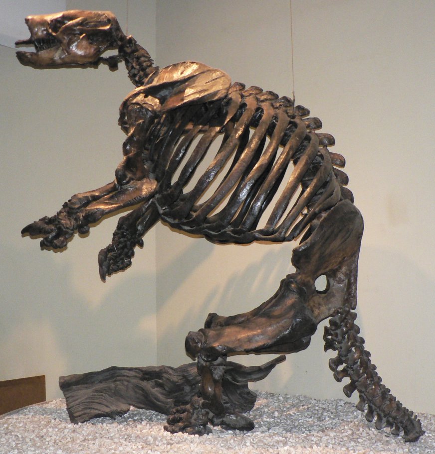 Gênero Paramyolodon