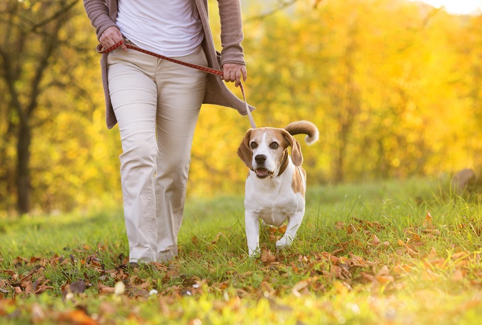 Passeando Com o Cachorro de Coleira 