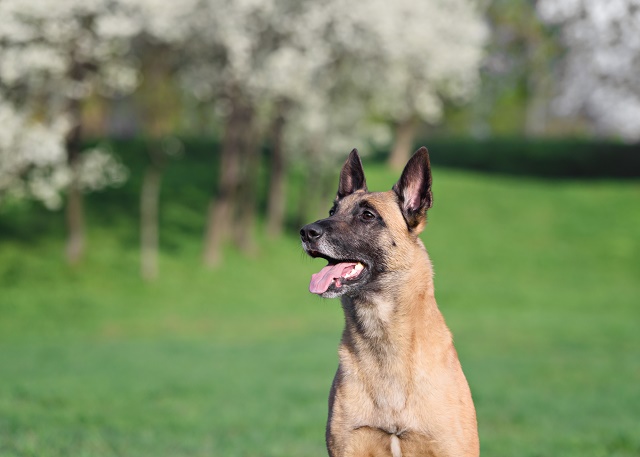 Pastor Belga de Malinois