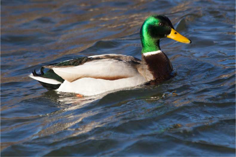 Pato de Alabio: Características, Nome Cientifico e Habitat