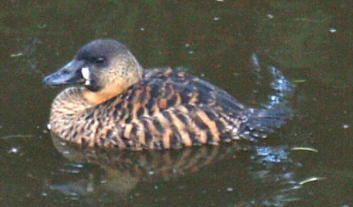 Pato-de-Dorso-Branco 