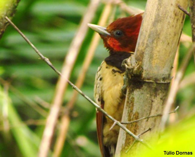 Pica Pau Do Parnaíba Atrás da Árvore 