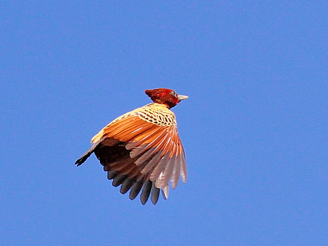 Pica Pau Do Parnaíba Voando