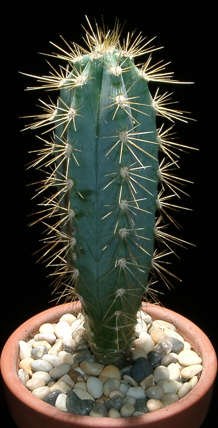 Pilosocereus