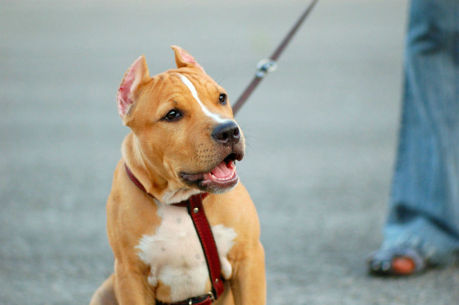 Pitbull Com Coleira Peitoral 