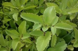 Planta Pirarucu
