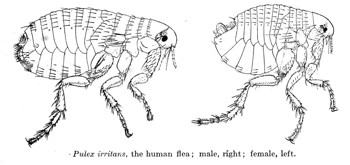 Pulex Irritans