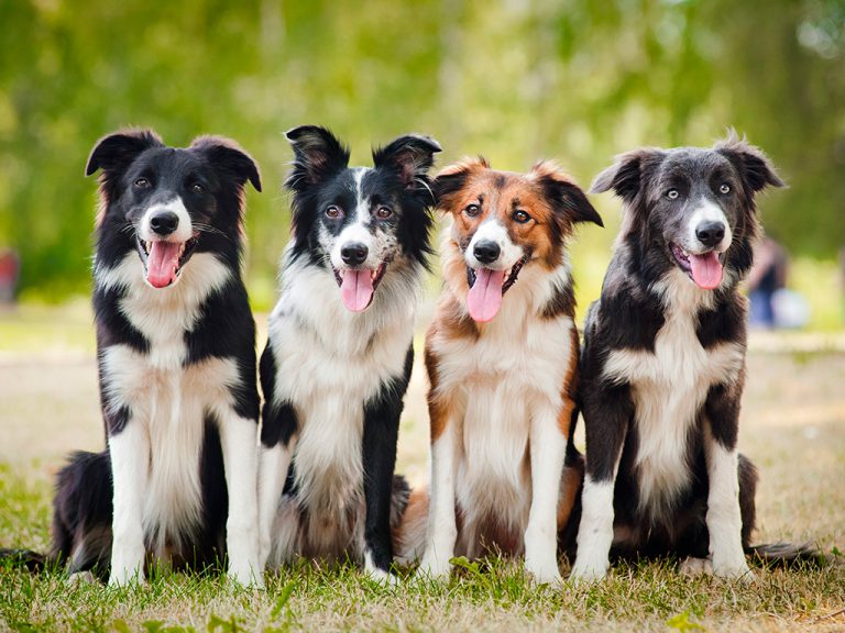 Quatro Border Collie