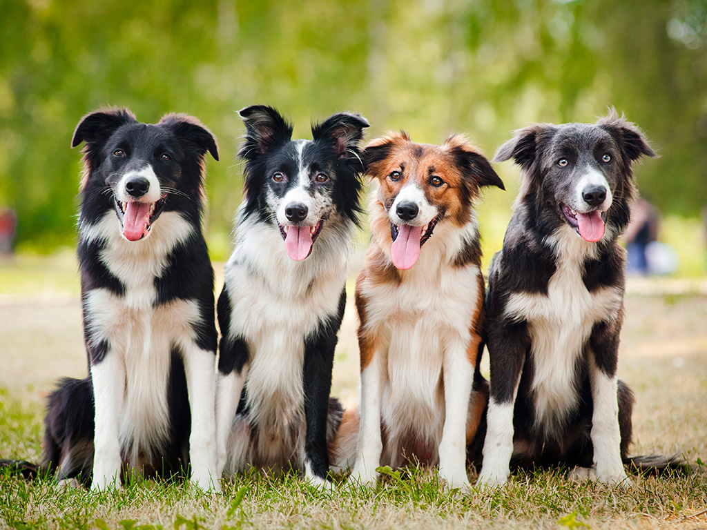 Quatro Border Collie 