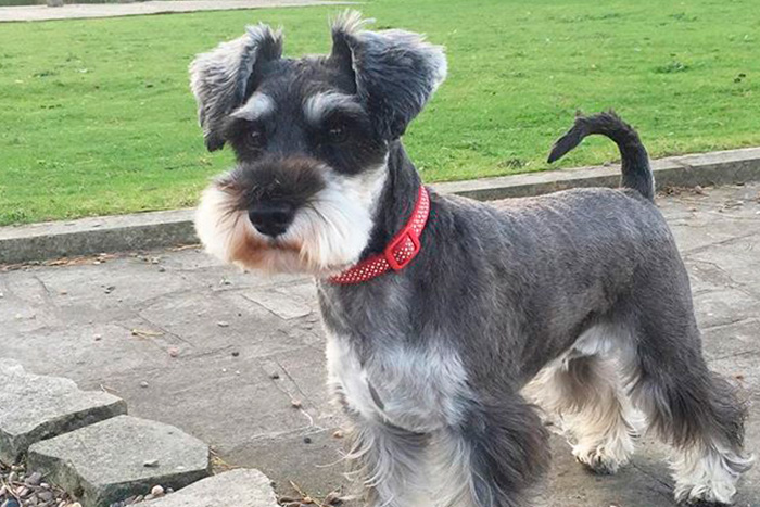Comportamento do Schnauzer, Hábitos e Modo de Vida