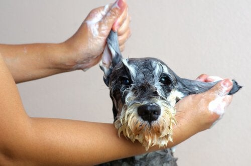 Schnauzer Tomando Banho 