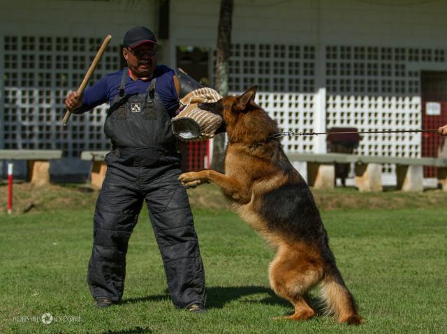 Schutzhund - Pastor Alemão 