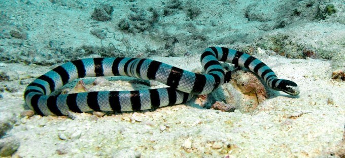 Serpente Marinha