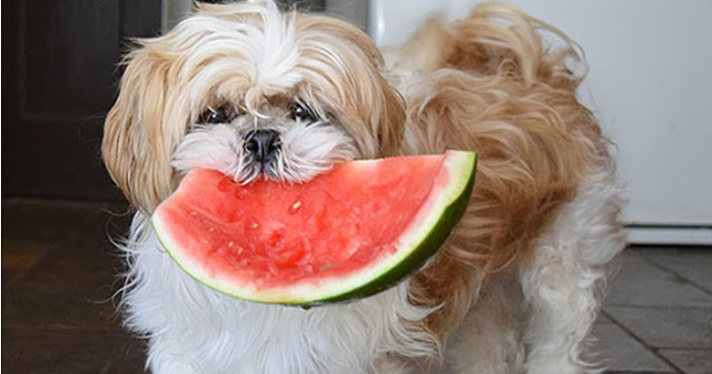 Shih-Tzu Comendo Melancia