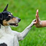 Treinamento Para Cães