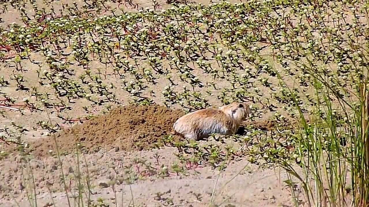 Tuco Tucos Escavando