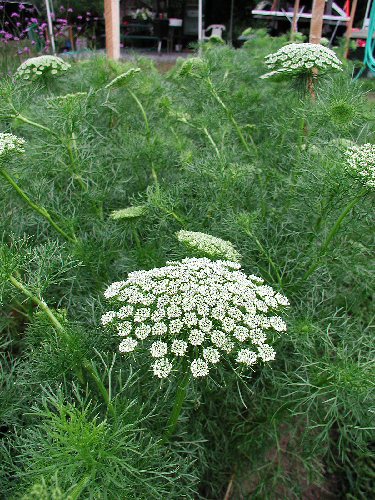 Visnaga