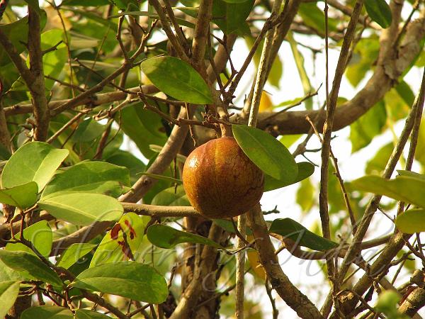 Xylocarpus Granatum