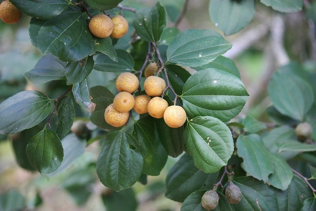 Ziziphus Joazeiro Mart