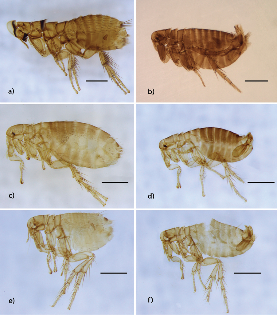 Família Rhopalopsyllidae