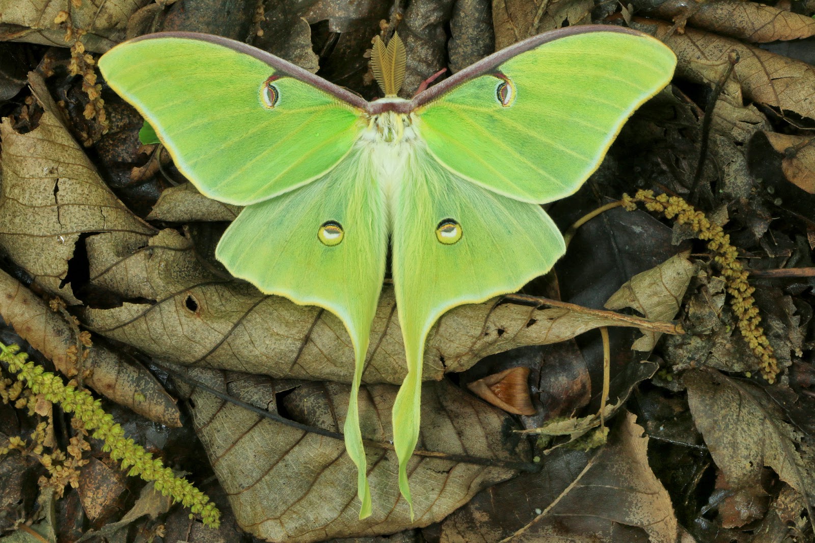 Actias Luna