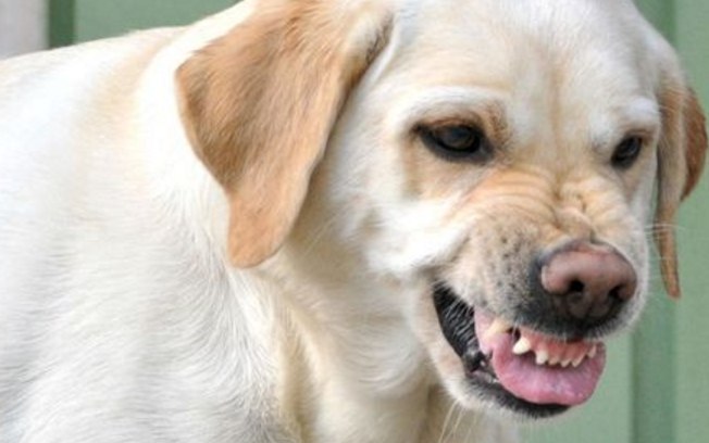 Agressividade em Cães