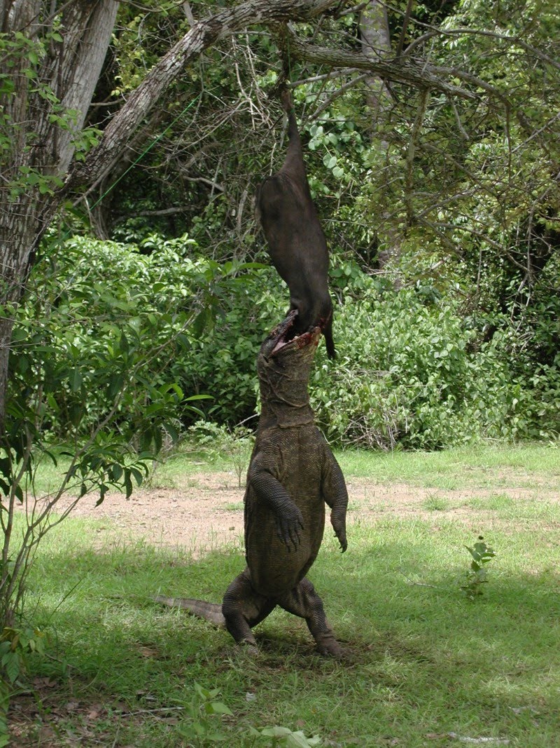 Alimentação do Dragão-de-Komodo