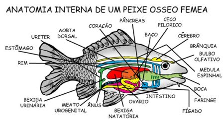 Anatomia de um Peixe Ósseo 