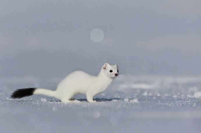 Arminho Fotografado na Neve 