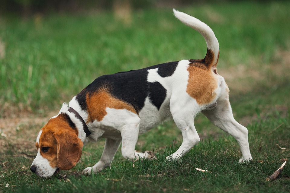 Beagle Farejando 