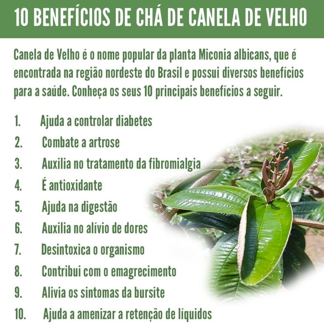 Benefícios do Chá Canela de Velho