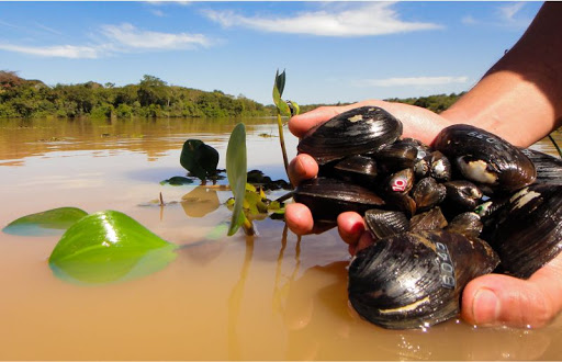 Bivalves Como Alimento 