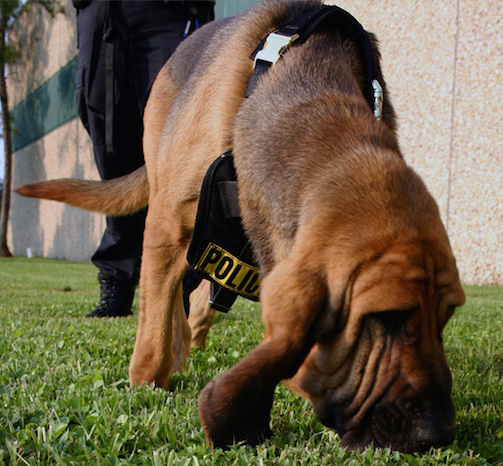 Bloodhound Farejando