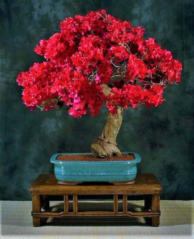 Bonsai Com Primavera