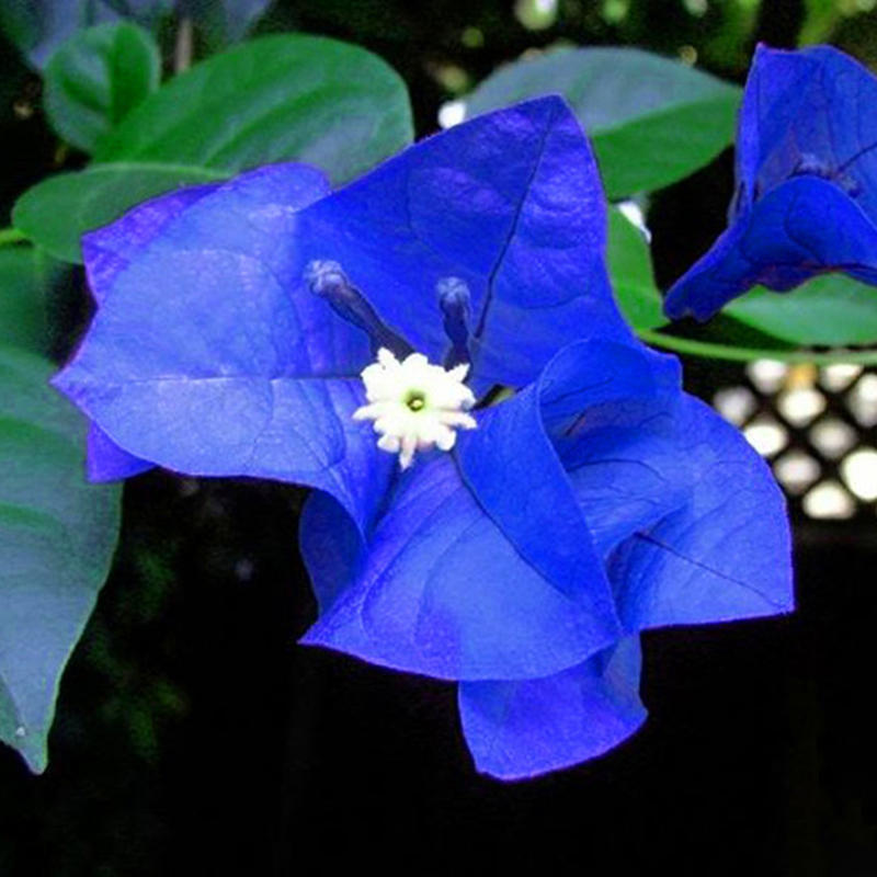 Bougainvillea Azul 