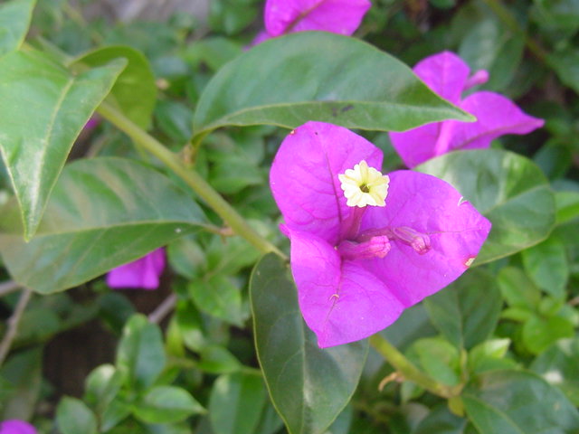 Bougainvillea Brasiliensis